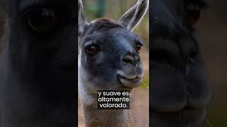 ⭐🦙⭐ Guanaco Maravillas de la Naturaleza [upl. by Rehsu]