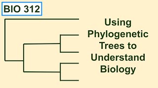 Using phylogenetic trees to understand biology [upl. by Ativahs300]