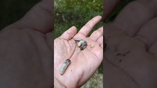 I found baby larva🐛 arthropods larva scary shorts [upl. by Haron]