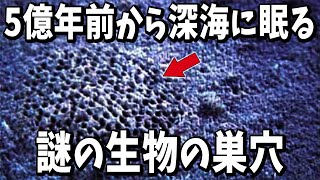 5億年前の地層から発見された生痕化石に残る謎の構造物【生物雑学】 [upl. by Hadria]