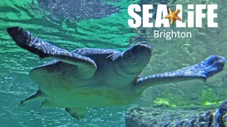 Sea Life Brighton Full Walkthrough Tour  Worlds Oldest Aquarium Feb 2022 4K [upl. by Ceil]