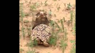 Funniest Mating Turtle FAIL [upl. by Anibur]