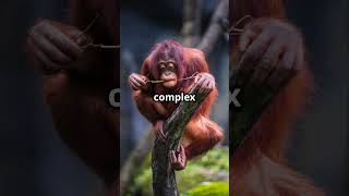 Chimpanzee vs Orangutan Whos the Ultimate Problem Solver 🐒🦧🧩 [upl. by Tenaej]