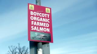 Boycott Salmon [upl. by Acirred]