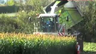 Sorgho biomasse  chantier densilage [upl. by Acissey]