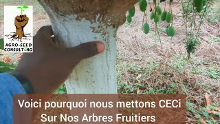 Voici Pourquoi Nous Mettons CECI Sur Nos Arbres Fruitiers [upl. by Berlyn]