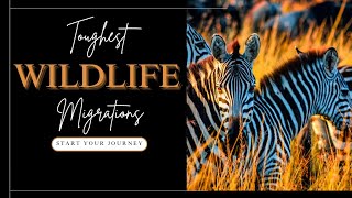 10 Toughest Animal journeys animals nature [upl. by Anav]