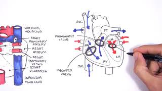 Introduction to Cardiac Heart Anatomy and the Chest Xray [upl. by Normi]