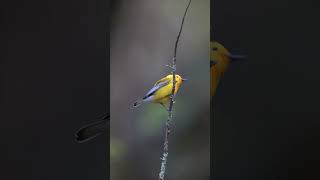 Prothonotary Warbler Singing  Minute of Wildlife birds wildlife nature [upl. by Garrity]