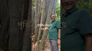 পৃথিবীর সবচেয়ে বড় ঘাস। [upl. by Sucramraj]