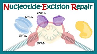 Nucleotide excision repair  NER  DNA repair mechanism animation xeroderma pigmentosum DNA repair [upl. by Debi178]