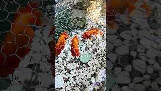 Goldfish 🐠 Chonky Loafs Naoshima [upl. by Ecinue835]