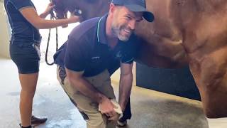 Applying a hoof poultice  Part 1 [upl. by Ilellan]