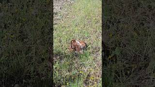 More Wildlife Encounters at Cleburne State Park [upl. by Alida584]