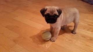 Pug puppy barking [upl. by Barthel]