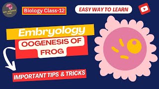 Embryology Oogenesis  Phases and Process ExplainedBioScience Guide [upl. by Abbot]