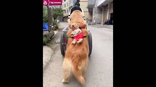 The golden retriever goes out with his owner carrying his puppy on his back😂 [upl. by Ynnel231]