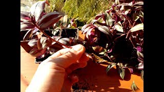 How to grow Tradescantia Zebrina from cutting Jew Plants [upl. by Yllet574]