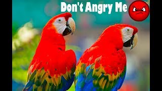 Scarlet Macaws Talking  Scarlet Macaw Sounds Dont Angry Me But Why [upl. by Edaj253]