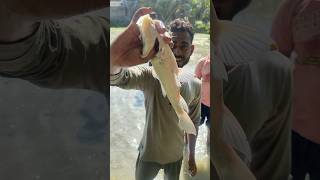 আজকে আমরা জমির জল মেরে মাছ ধরলাম 🐟🐟fishing fish shots shortfeed youtube minivlog shortvideo [upl. by Risan]