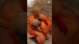 Zitting Cisticola Babies Day 1 shorts ytshorts [upl. by Ariajaj]