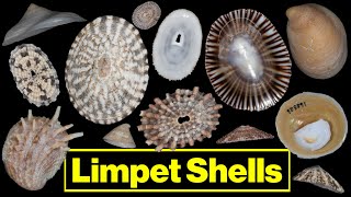 Limpet Shells Parts of a Shell [upl. by Erodavlas207]