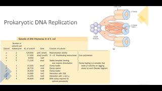 Prokaryotic DNA Replication [upl. by Airotkciv479]