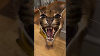 Surprise at every corner with Pumba cat cats bigcat bigcats [upl. by Devaj]