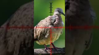 air gun hunting video air gun nx200 hunting price birdhunting shortvideo subscribe [upl. by Kowal375]