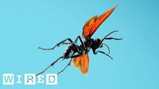 Absurd Creatures  Tarantula Hawk [upl. by Aikyn]