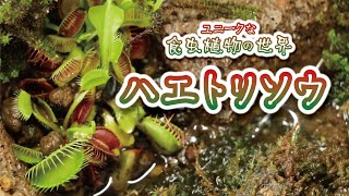 ユニークな食虫植物の世界 ハエトリソウ編｜ジョイフルエーケー [upl. by Gilbye201]