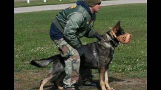 Police K9 apprehension training and pictures [upl. by Neumann]