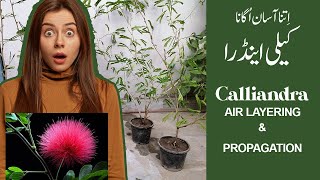 Calliandra Powder Puff Plant Air layering  Propagation [upl. by Mosier592]