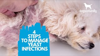 4 Simple Steps to Manage Yeast Infections in Dogs [upl. by Wylde]