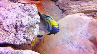 Stunning Cynotilapia Afra Cobue HD [upl. by Ellevel588]