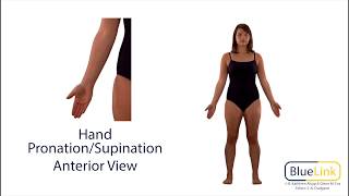 Hand Pronation Supination [upl. by Seabrook956]