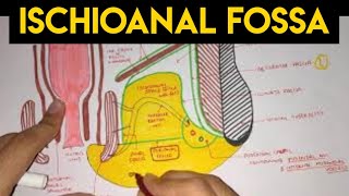 Perineum  2  Ischioanal Fossa [upl. by Eirlav114]