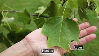 Tulip tree  Liriodendron tulipifera [upl. by Ntsyrk]