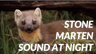 Marten sound at night  Cri de fouine [upl. by Lodovico]