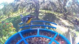 Yellow Throated Warbler… [upl. by Sacken899]