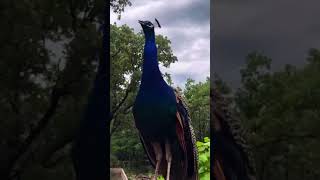 Listening Peacock voice its amazing friends [upl. by Yantruoc]