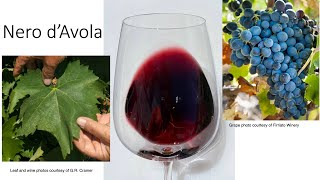 Grape Variety 22 Nero dAvola [upl. by Hale]