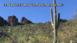 Bloom underway at Picacho Peak State Park [upl. by Judas]