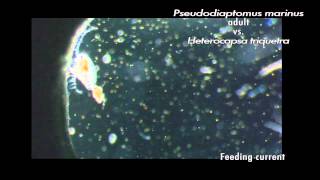 Zooplankton feeding copepod adults and larvae nauplii eating various phytoplankton [upl. by Thordis]