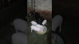 Piglets Eating With Mother farming piglet [upl. by Pantia]