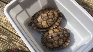 Rescuing Two Huge Ouachita Map Turtles  DIY Reptiles [upl. by Yblek343]