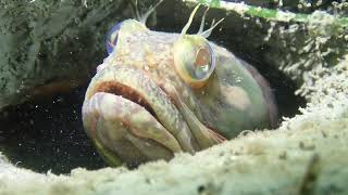 Sarcastic Fringehead 7 30 23 [upl. by Tolmann77]