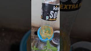 Best organic fertilizer for plants how I colleced [upl. by Nogas287]