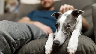 How to Exercise Your Whippet A Guide to Keeping Your Sighthound Healthy and Happy [upl. by Angelina]