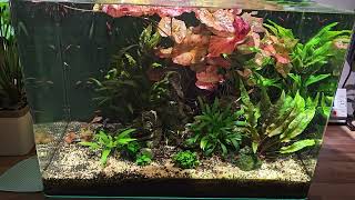 Shrimp Tank  6th February 2024 [upl. by Attenwad118]